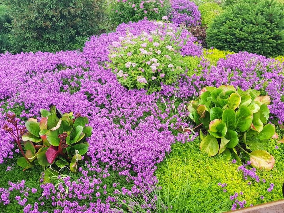 ЯГОДНОЕ ЛУКОШКО. ОСЕНЬ 2018