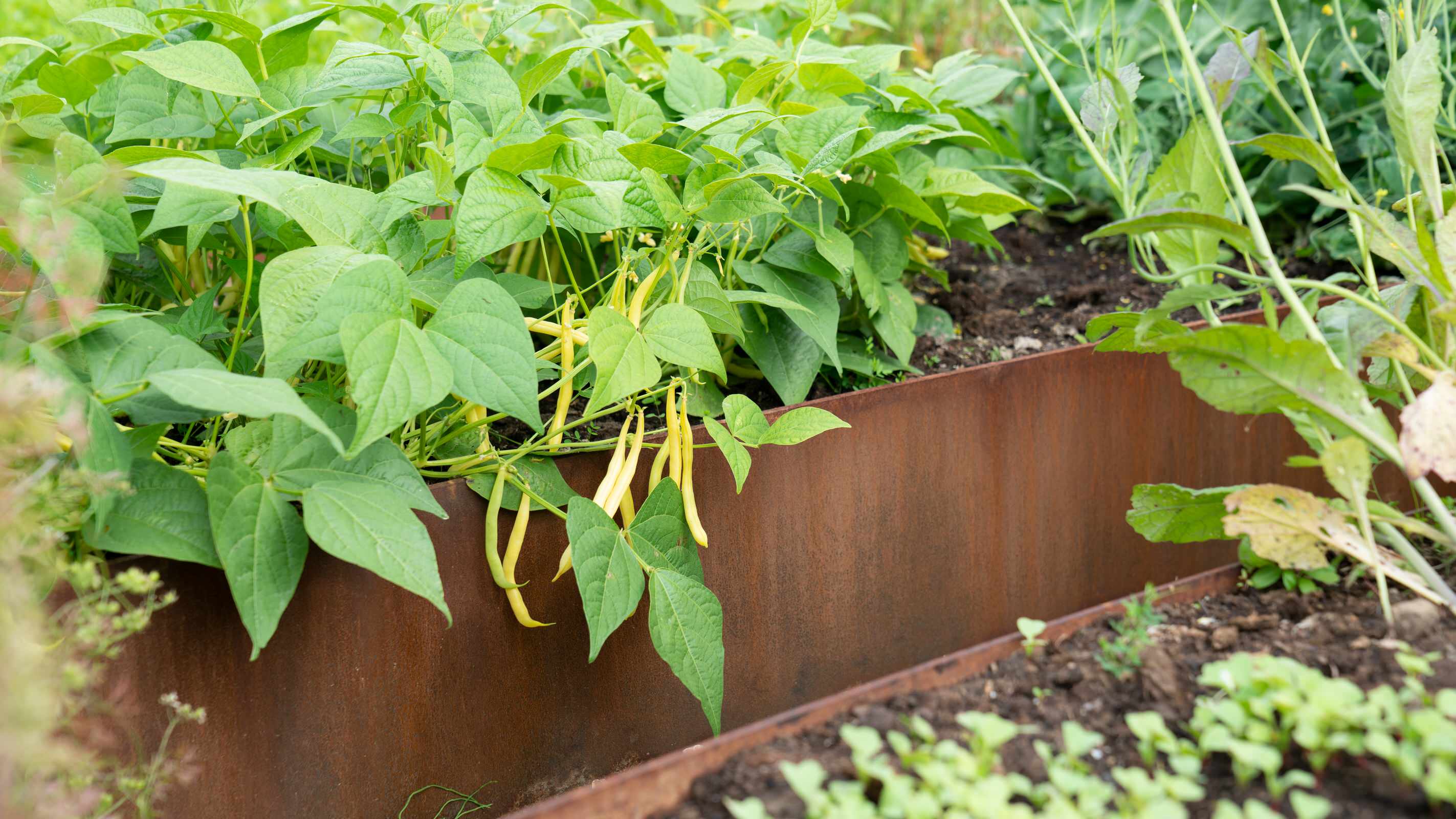 Природный сад. Жуковка XXI век. 2017-2018 гг.