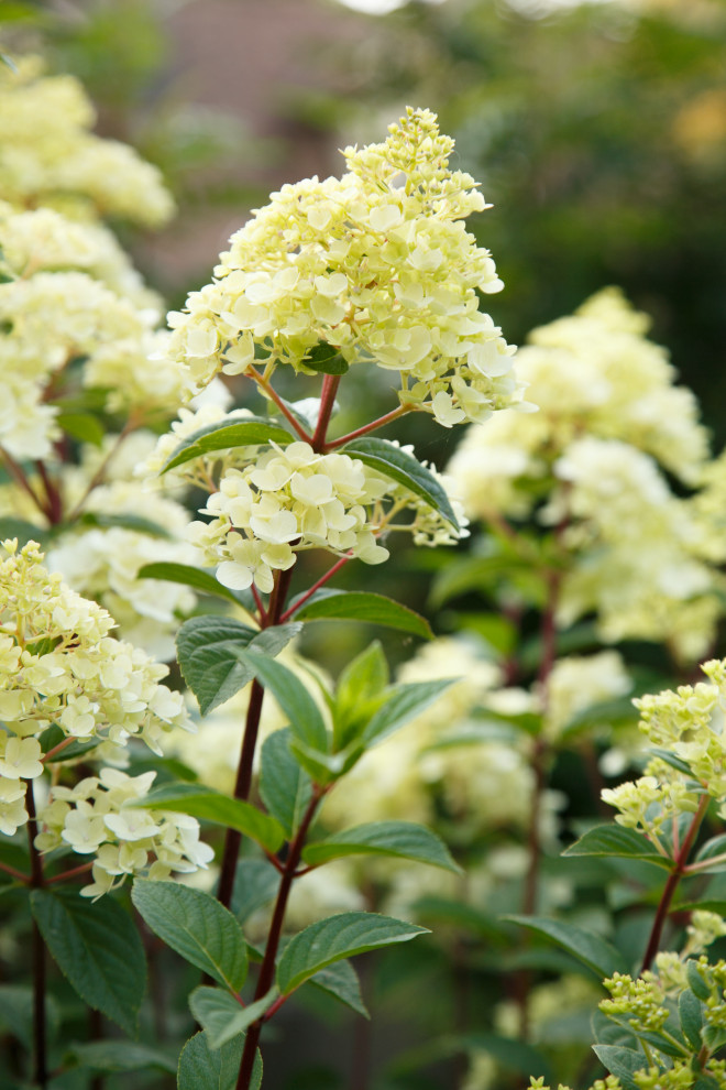 Портреты растений