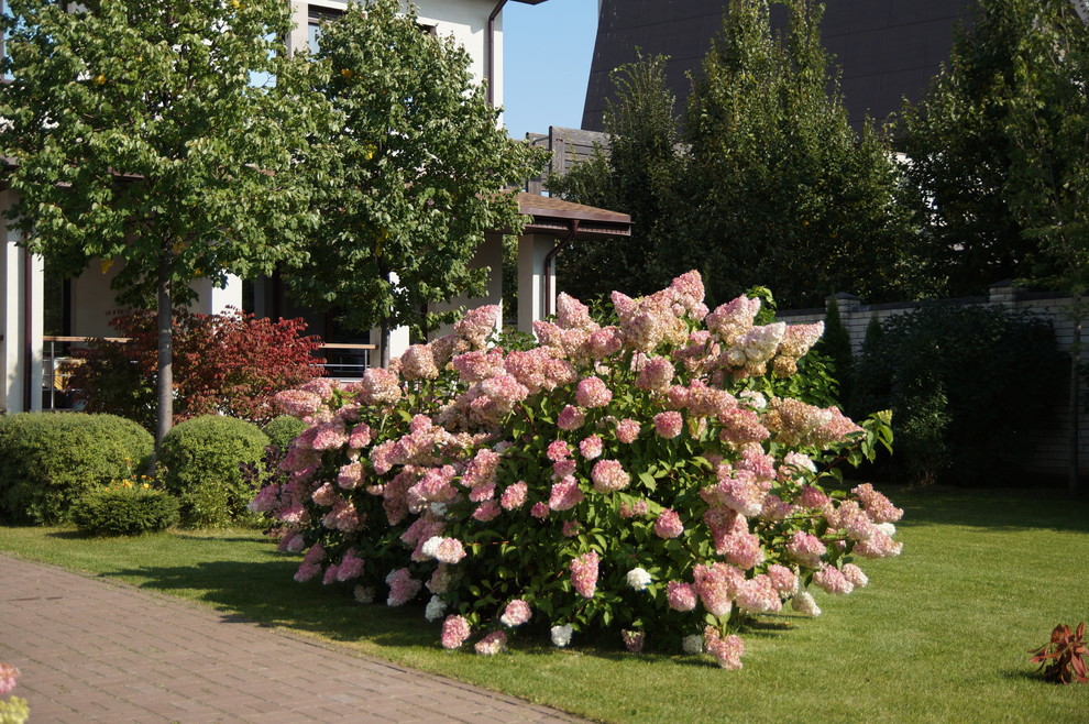 Гортензии много не бывает.