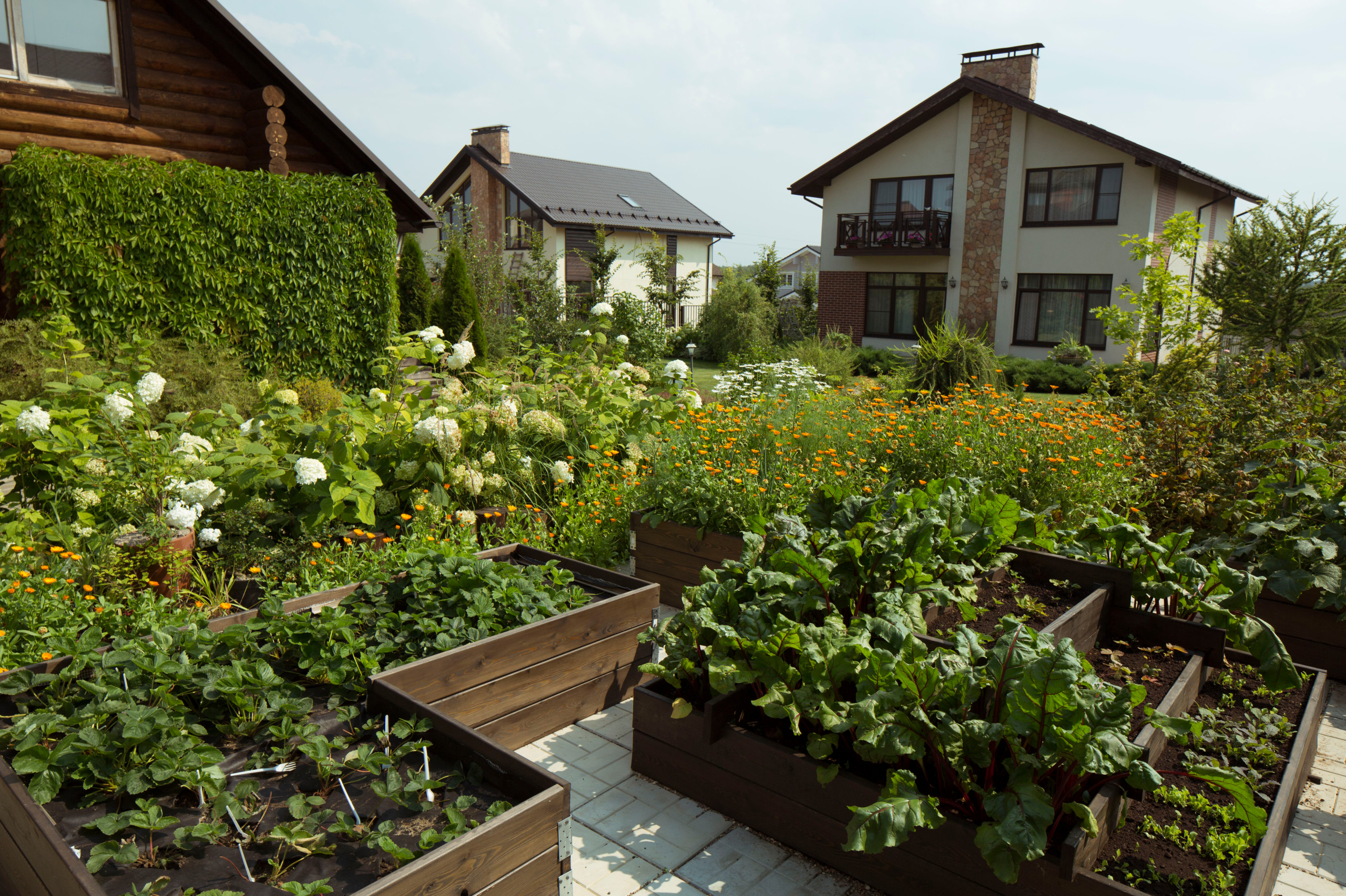 В гостях: Участок с фамильными дубами и баней в срубе