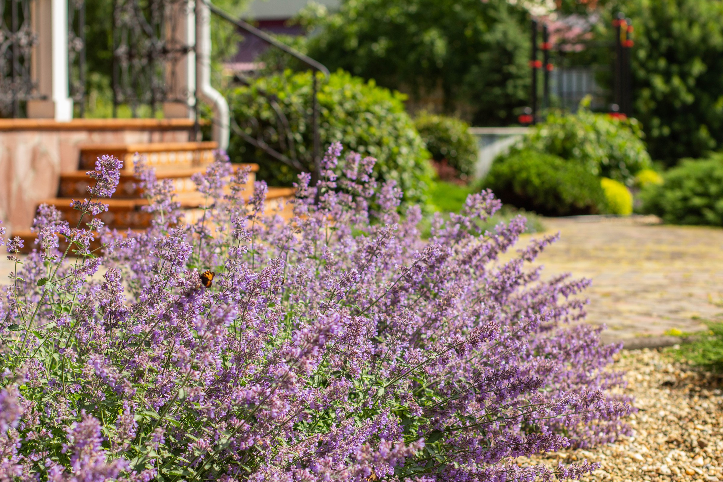 Сад с зеленой крышей