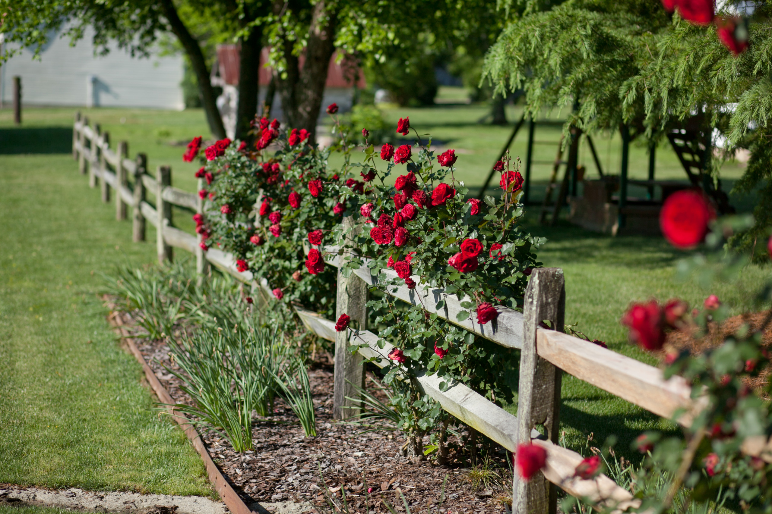 Розы в дизайне сада: Что они могут, а что нет