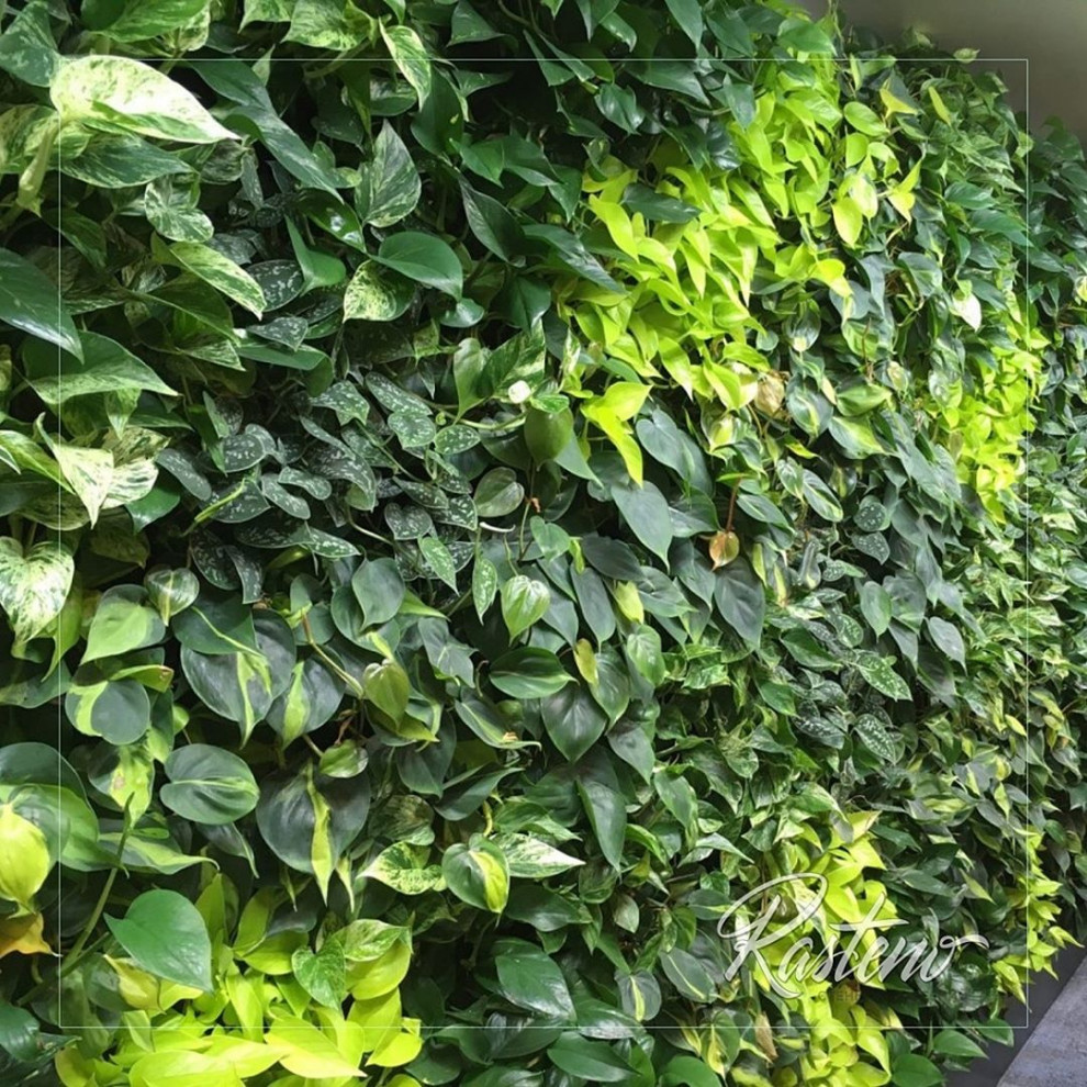 Вертикальное озеленение. Живая фитостена с автополивом.