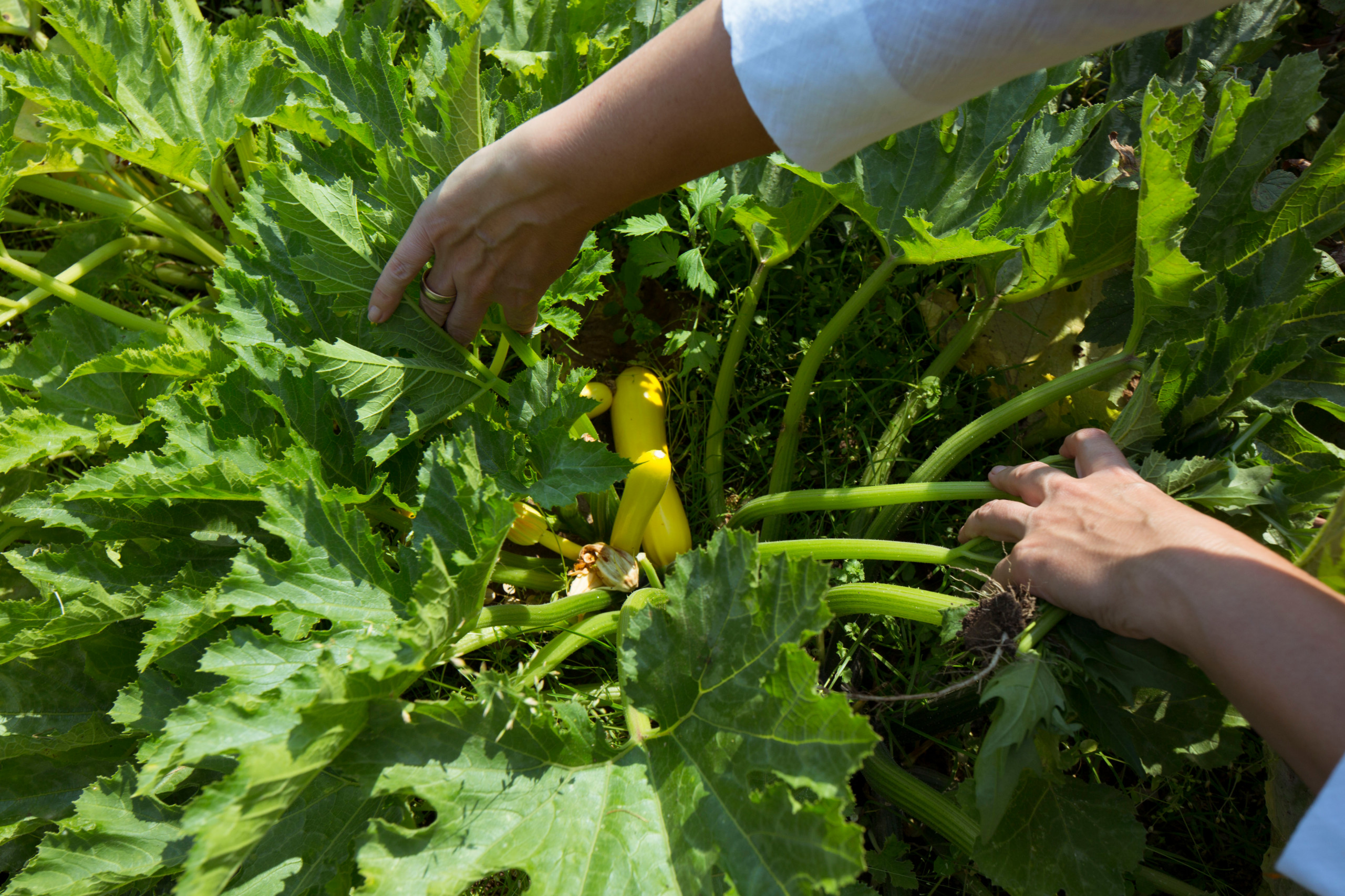 В гостях: Участок с фамильными дубами и баней в срубе