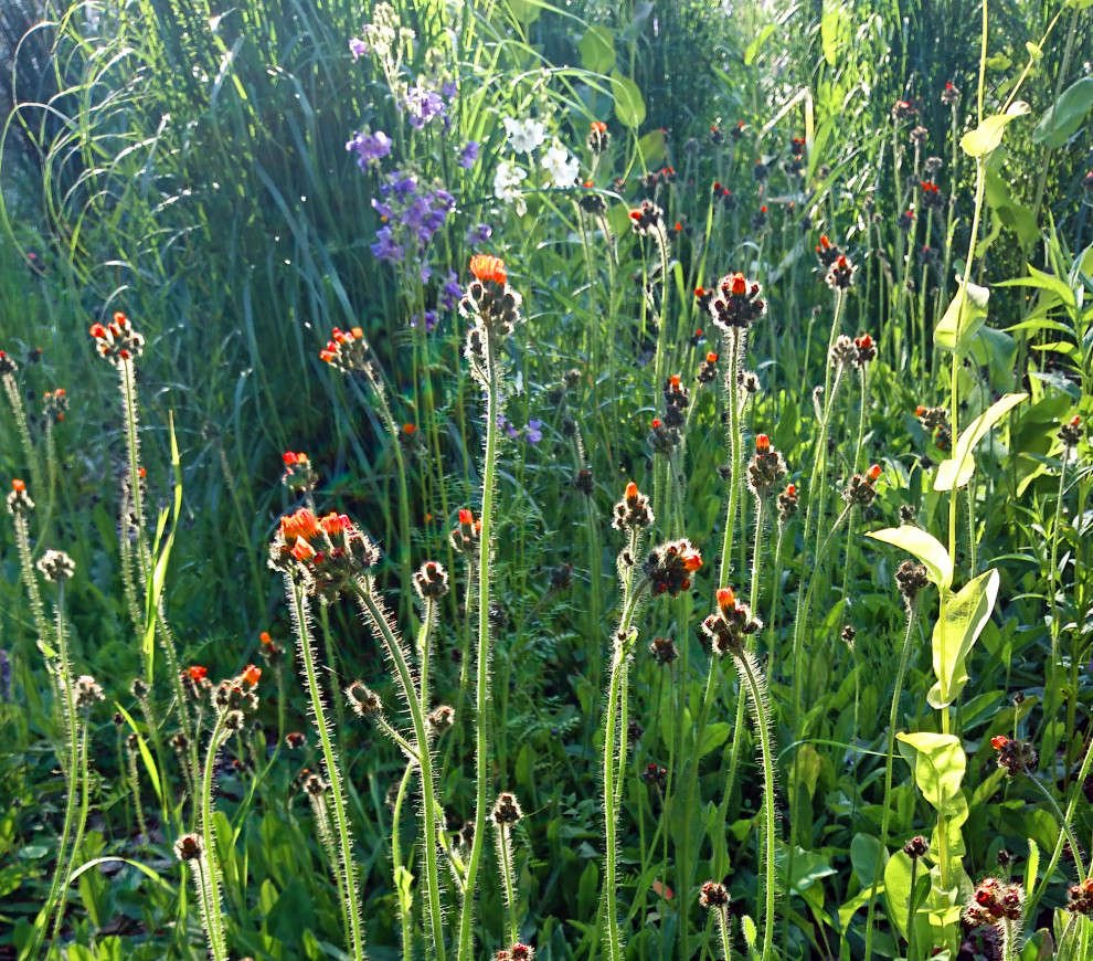 Сад у тёмных бревен