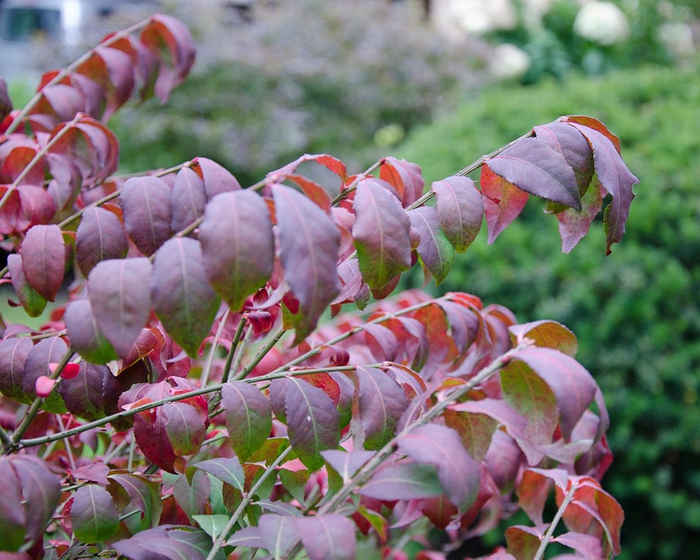 Ландшафтный сад КП "Новоглаголево", Киевское шоссе