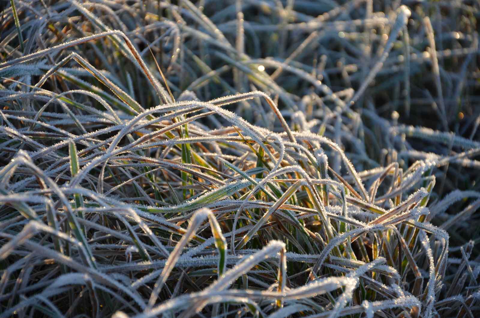 Садовый участок - поздняя осень