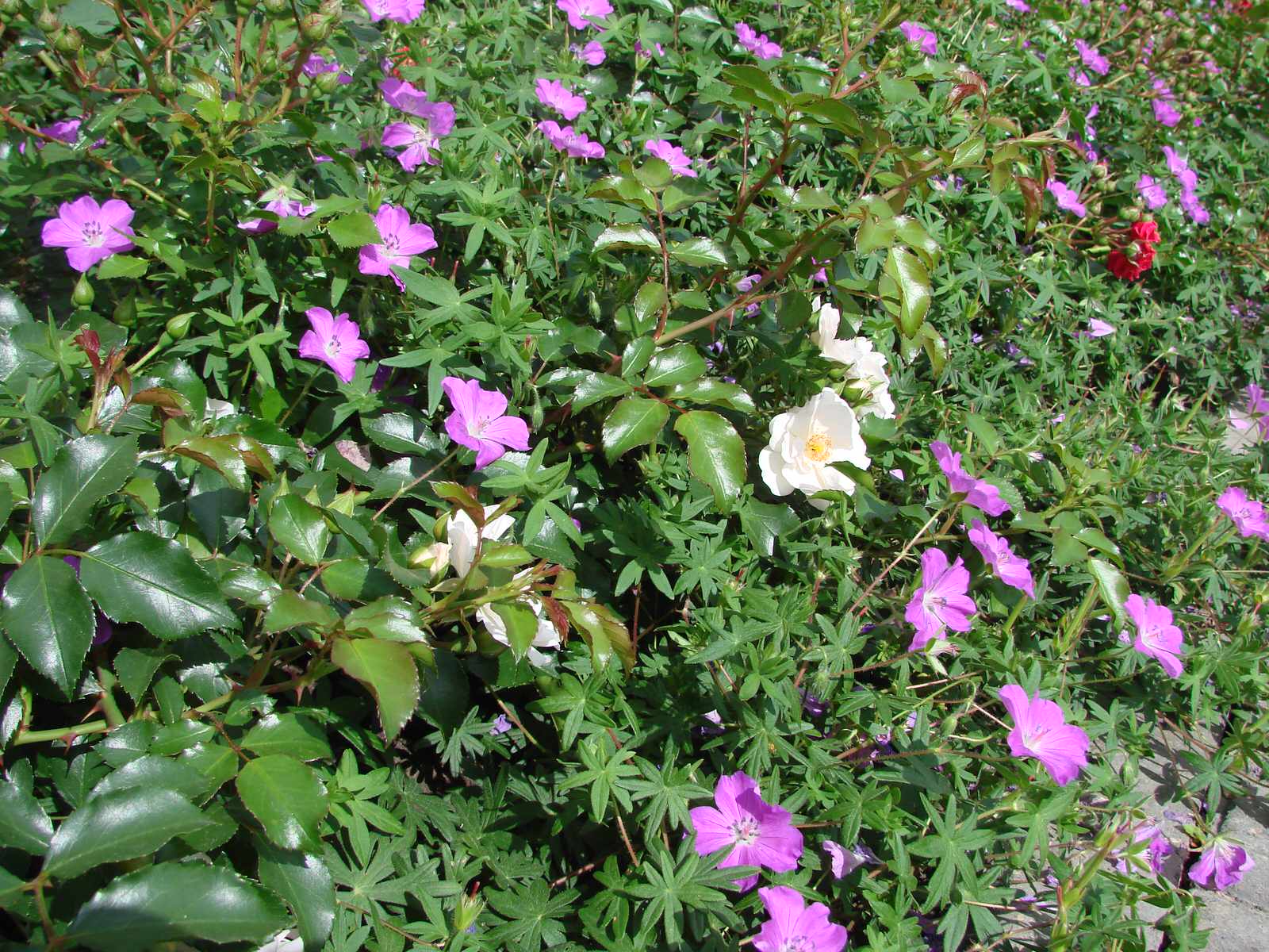 Городской сад