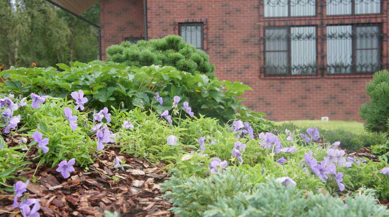 Сад  на холмах