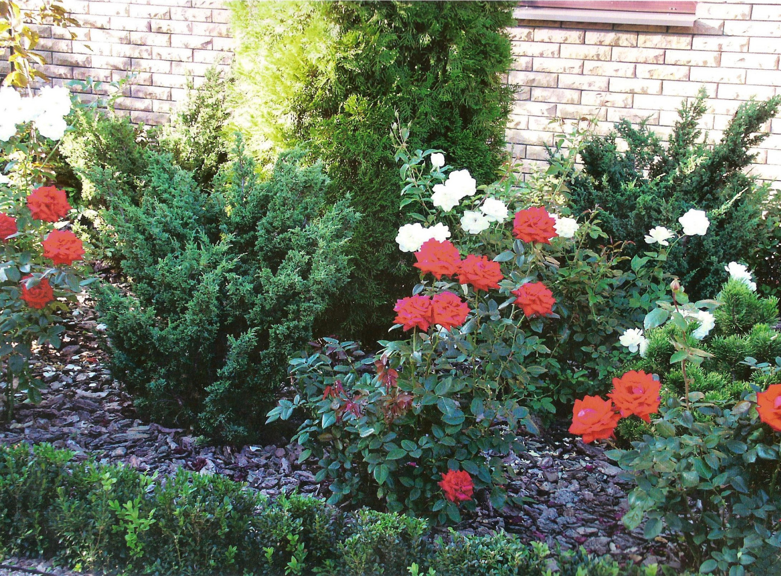 Частный сад 2011