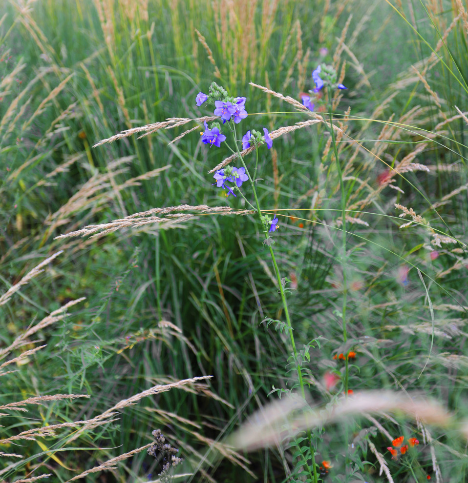 Сад у тёмных бревен