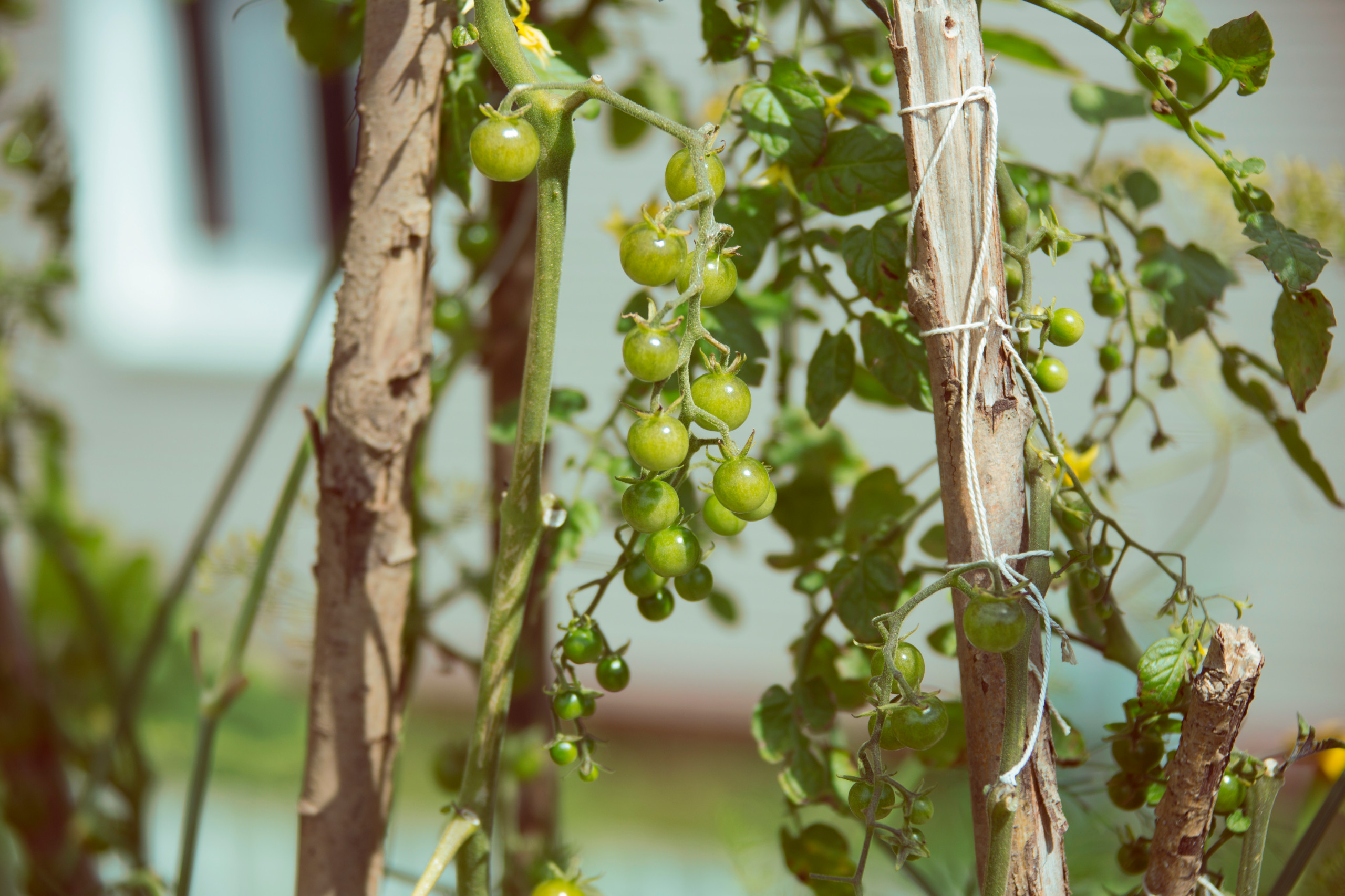 В гостях: Огород на крыше гаража в загородном доме