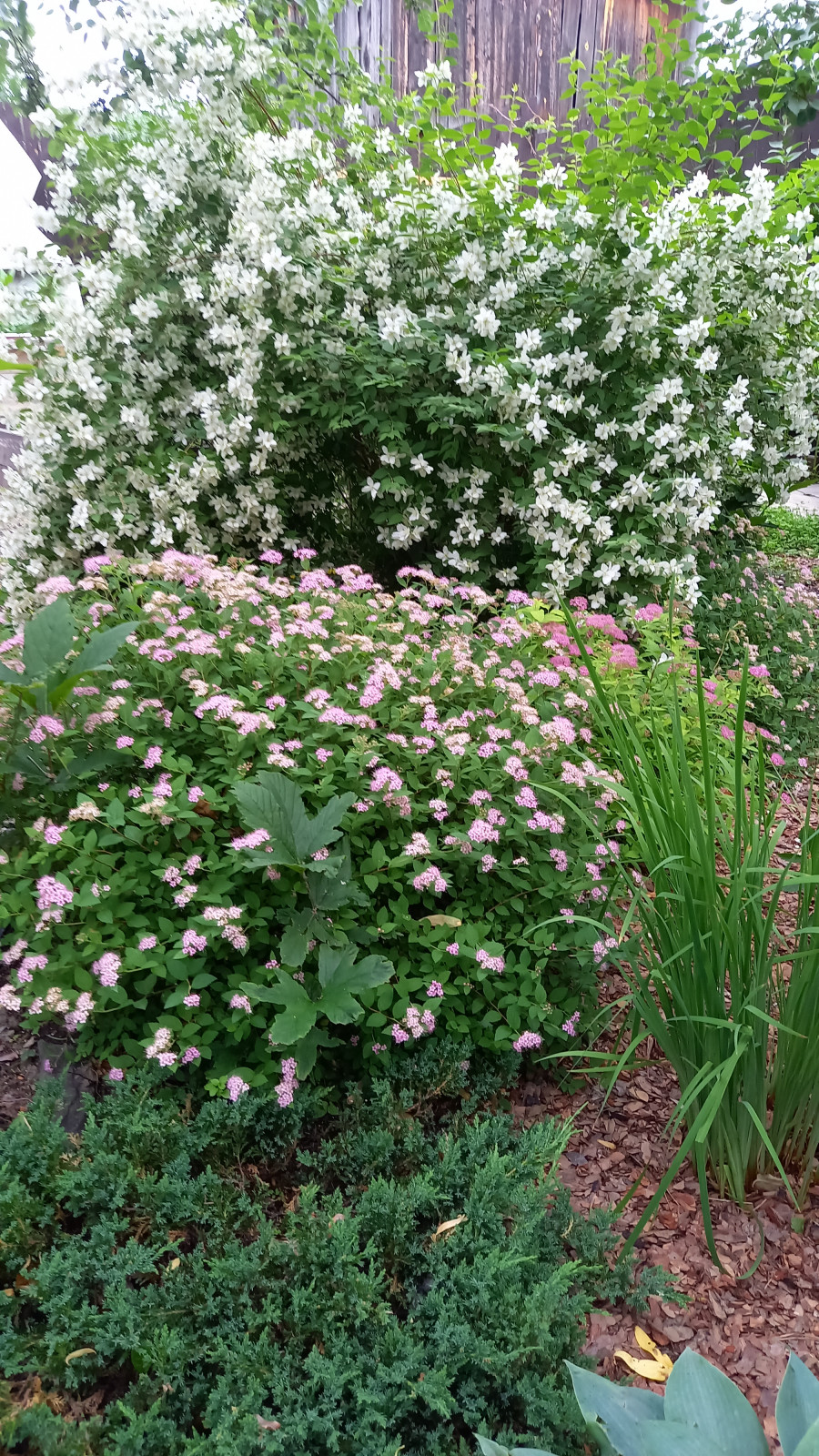 Сад для ландшафтного дизайнера.