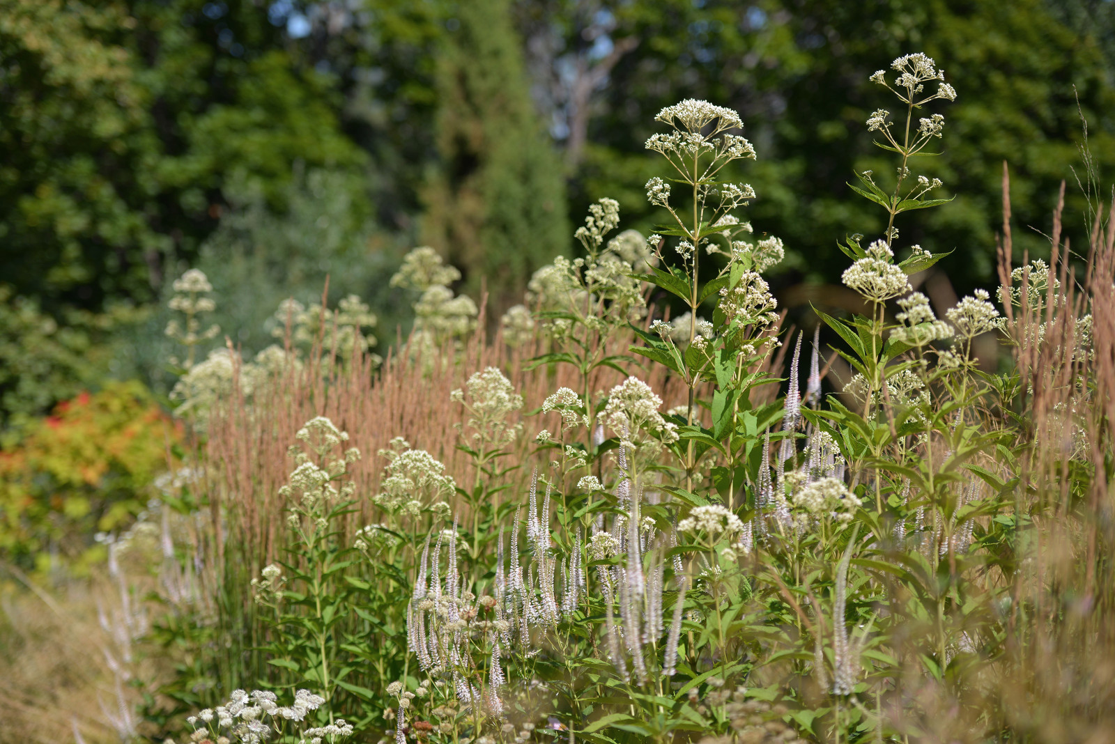 Зачем вам: Миксбордер с растениями в человеческий рост