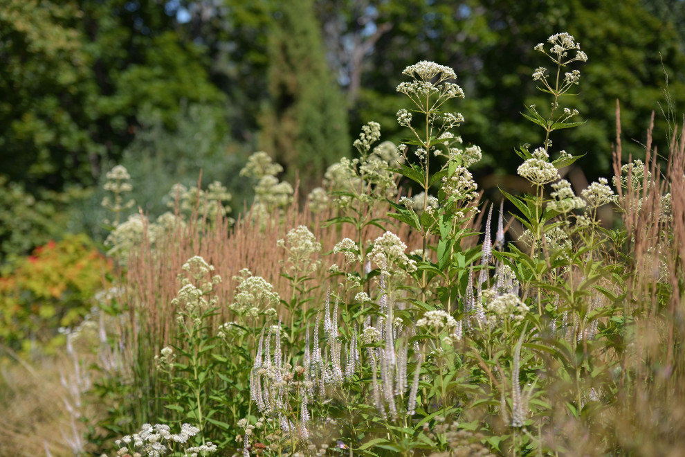 Злаковые цветники