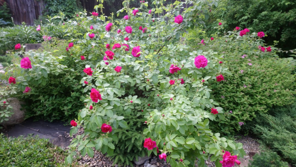 Сад для ландшафтного дизайнера.