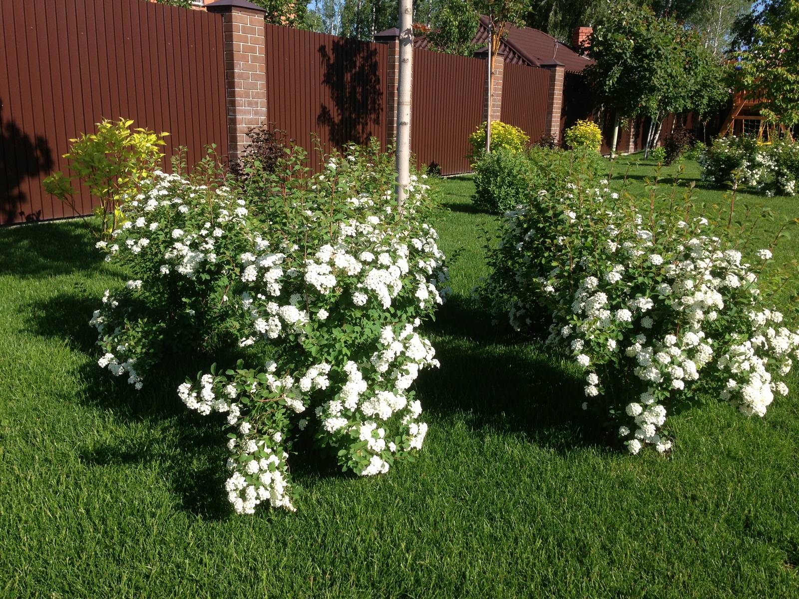 Вавиловец 1