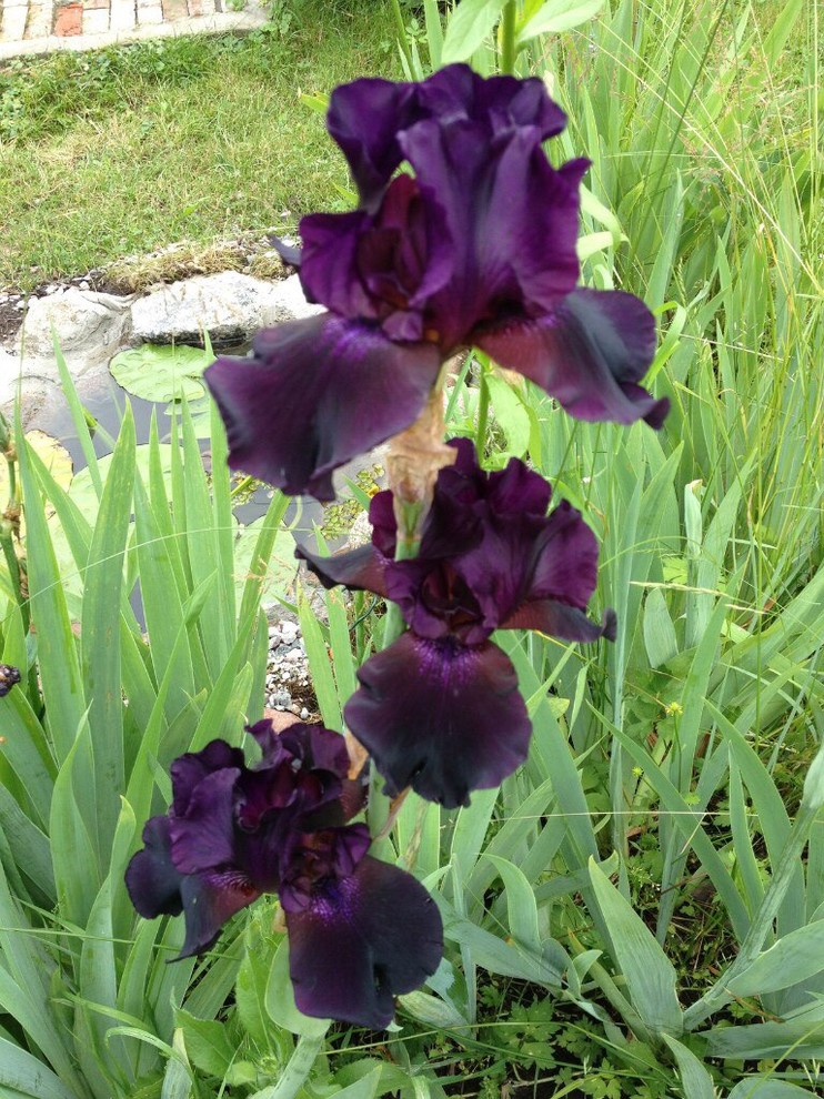 В гостях: Дом дизайнера и 4 сотки сада в Калининграде