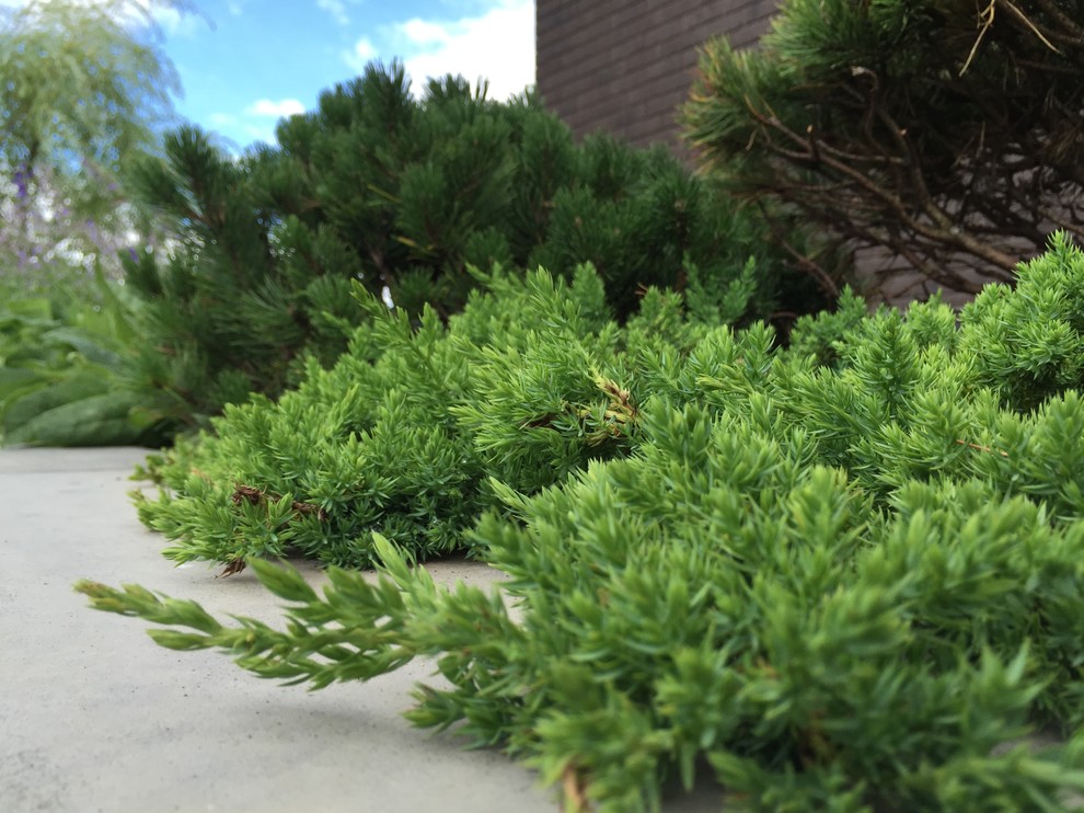 К/П Голицыно-9