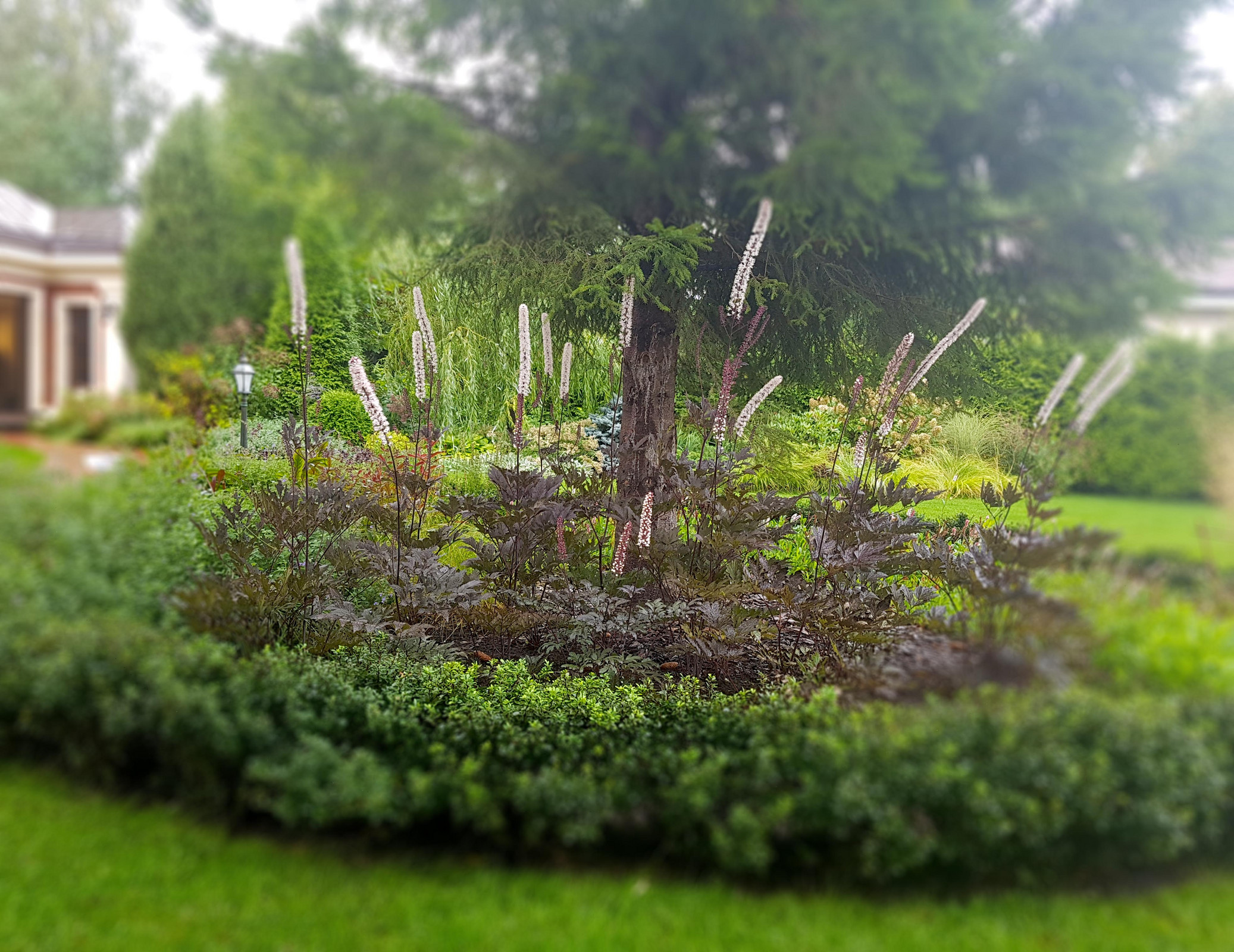 Сад с аурой