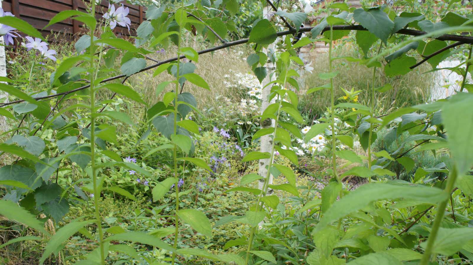 Прохорово лето 2017