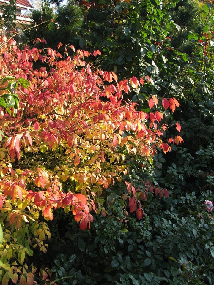 Ландшафт в пейзажном стиле с плавательным прудом 12 соток