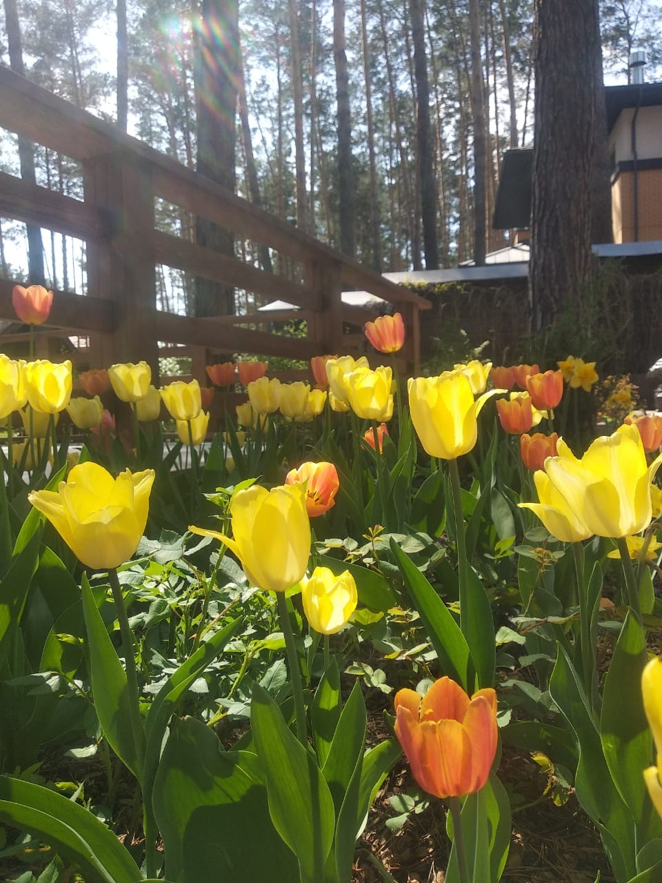 Просторный сад