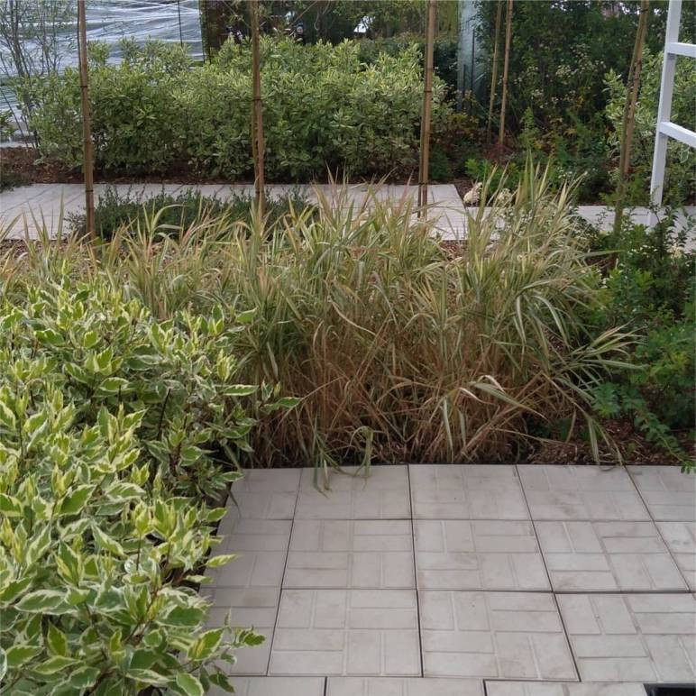 Обложка проекта: Экспозиция сада "Живая геометрия"