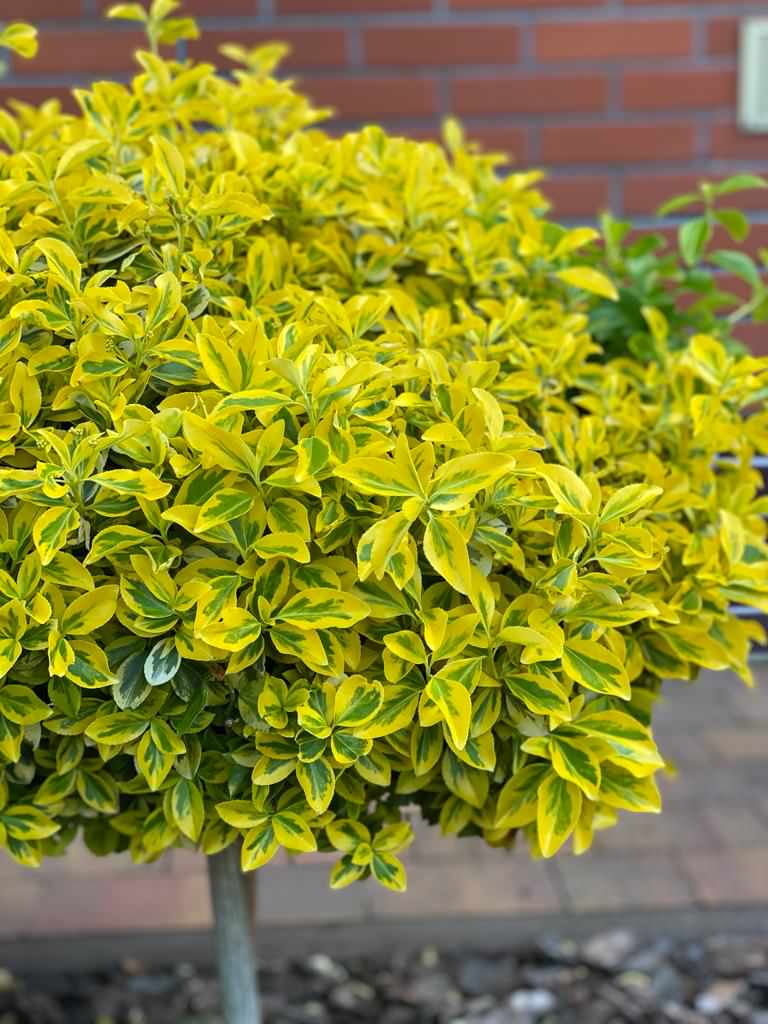 Озеленение территории г. Гурьевск, Калининградская область