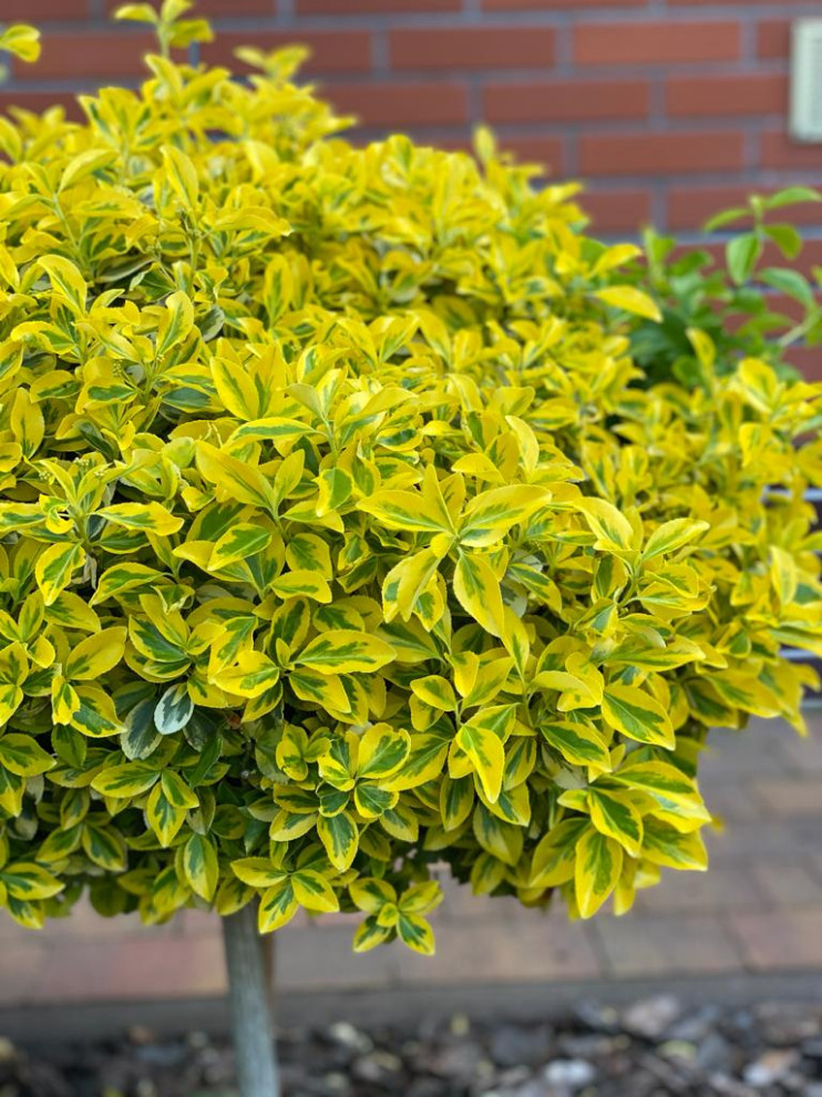 Озеленение территории г. Гурьевск, Калининградская область