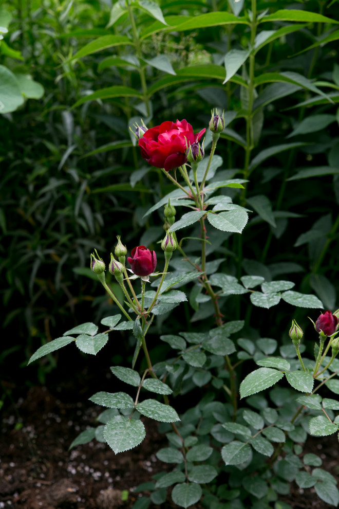 Портреты растений