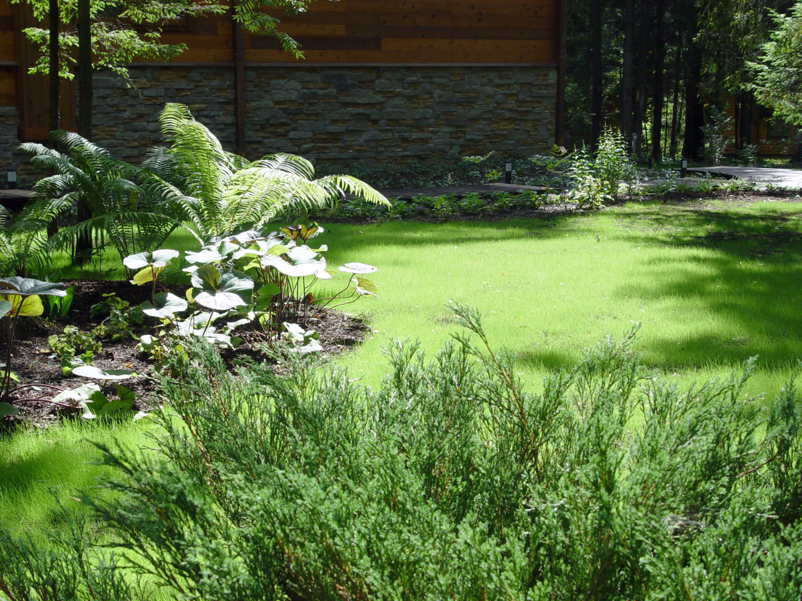 Сад на лесном участке