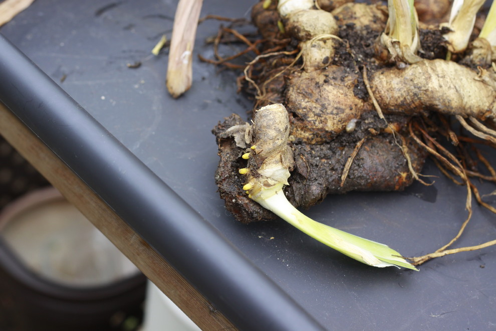 Весне дорогу: Садовый календарь на апрель