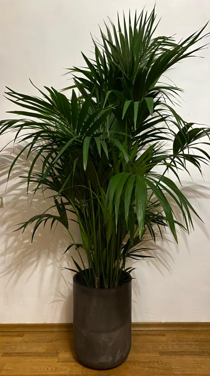 Бетонные кашпо