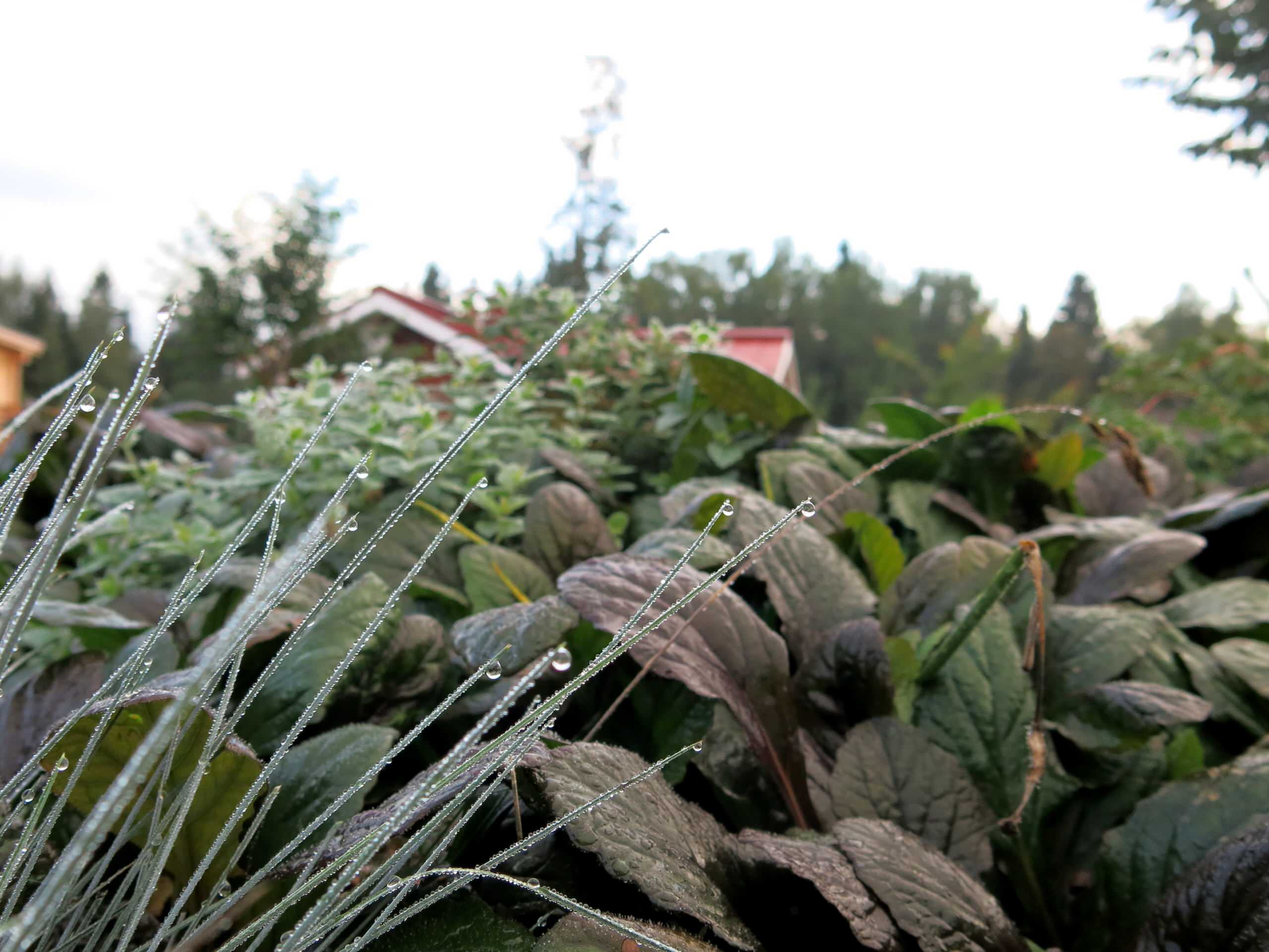 Растения: Выбираем декоративнолистные для сада