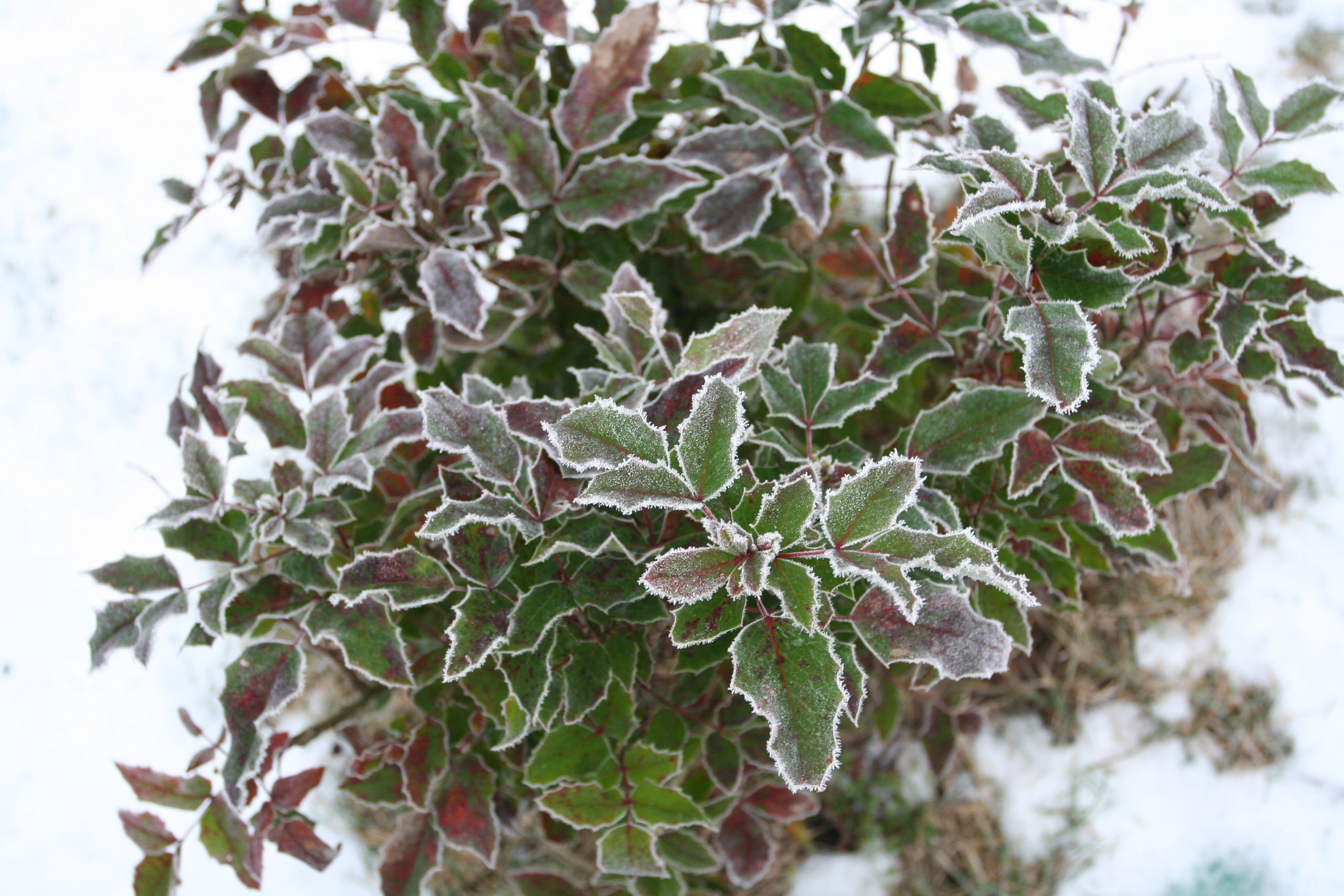 Ледниковый период: Как уберечь растения зимой