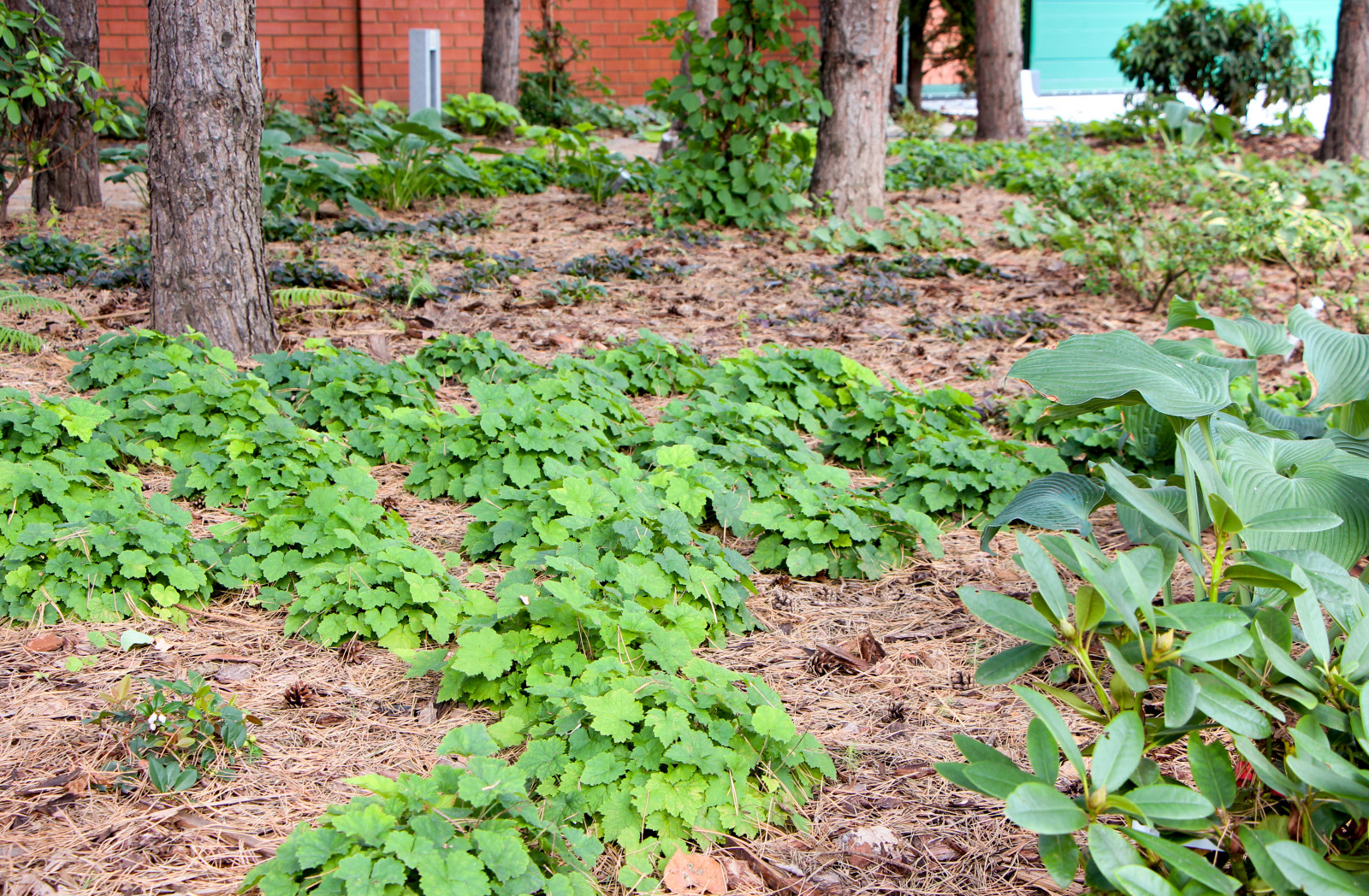 Долгопрудный, 2020 г.