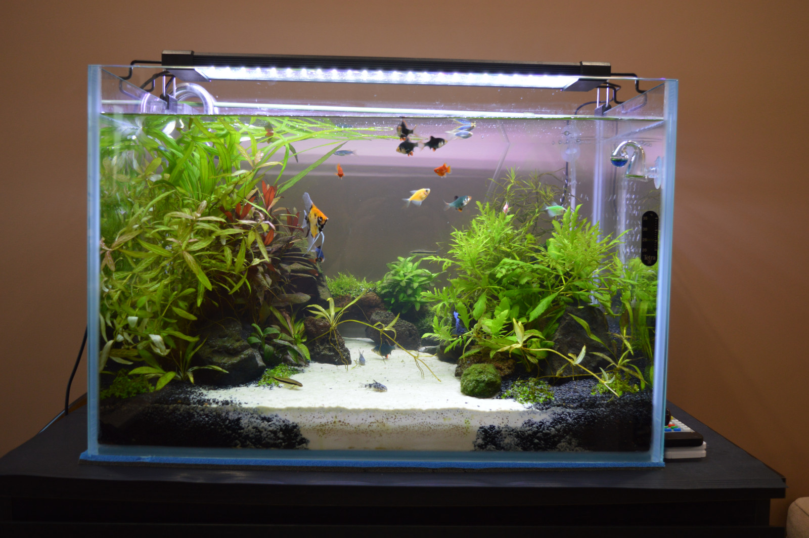 IZAqua (аквариумы с ландшафтом и оборудованием)