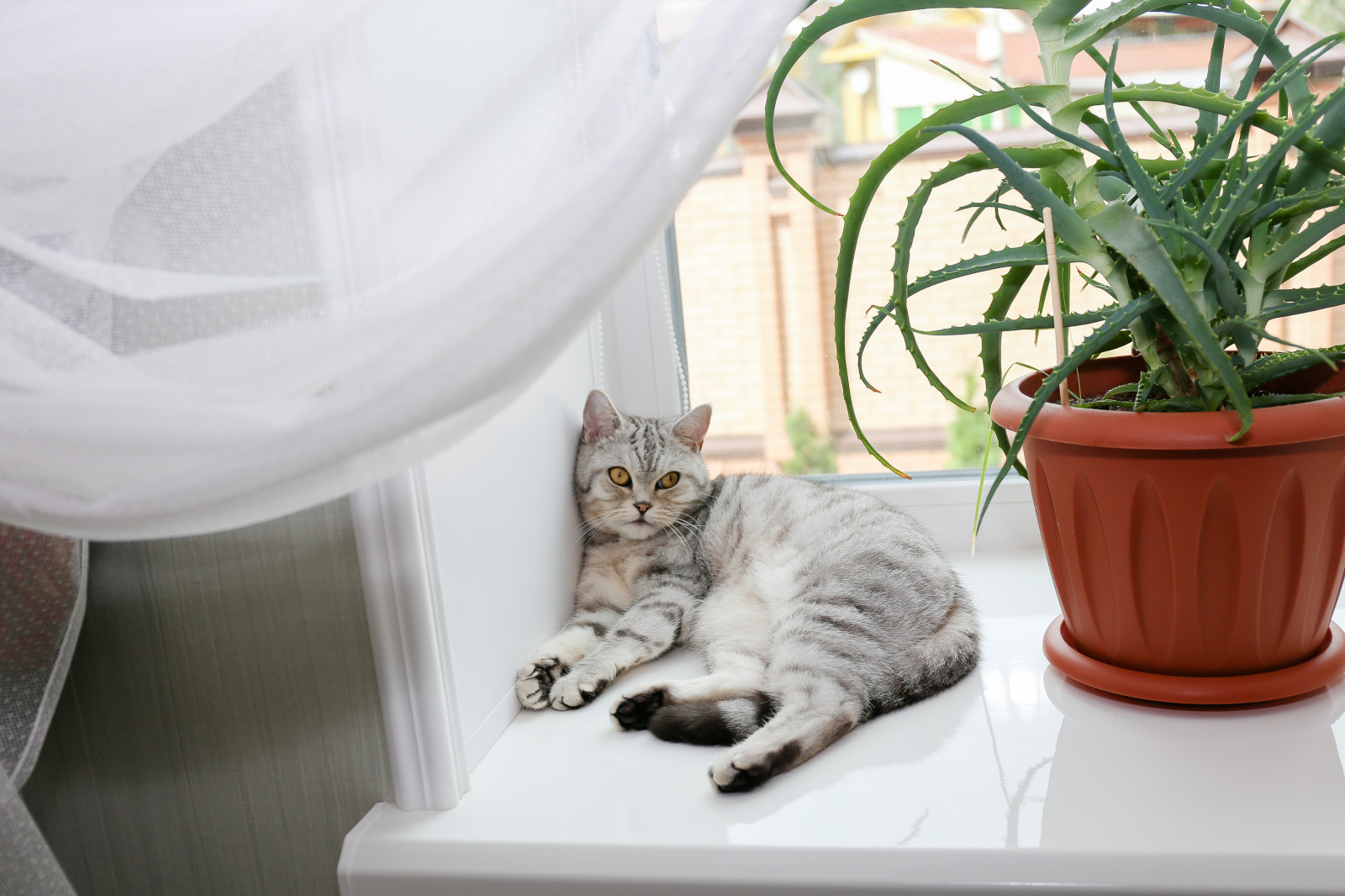 Обложка проекта: Городская усадьба