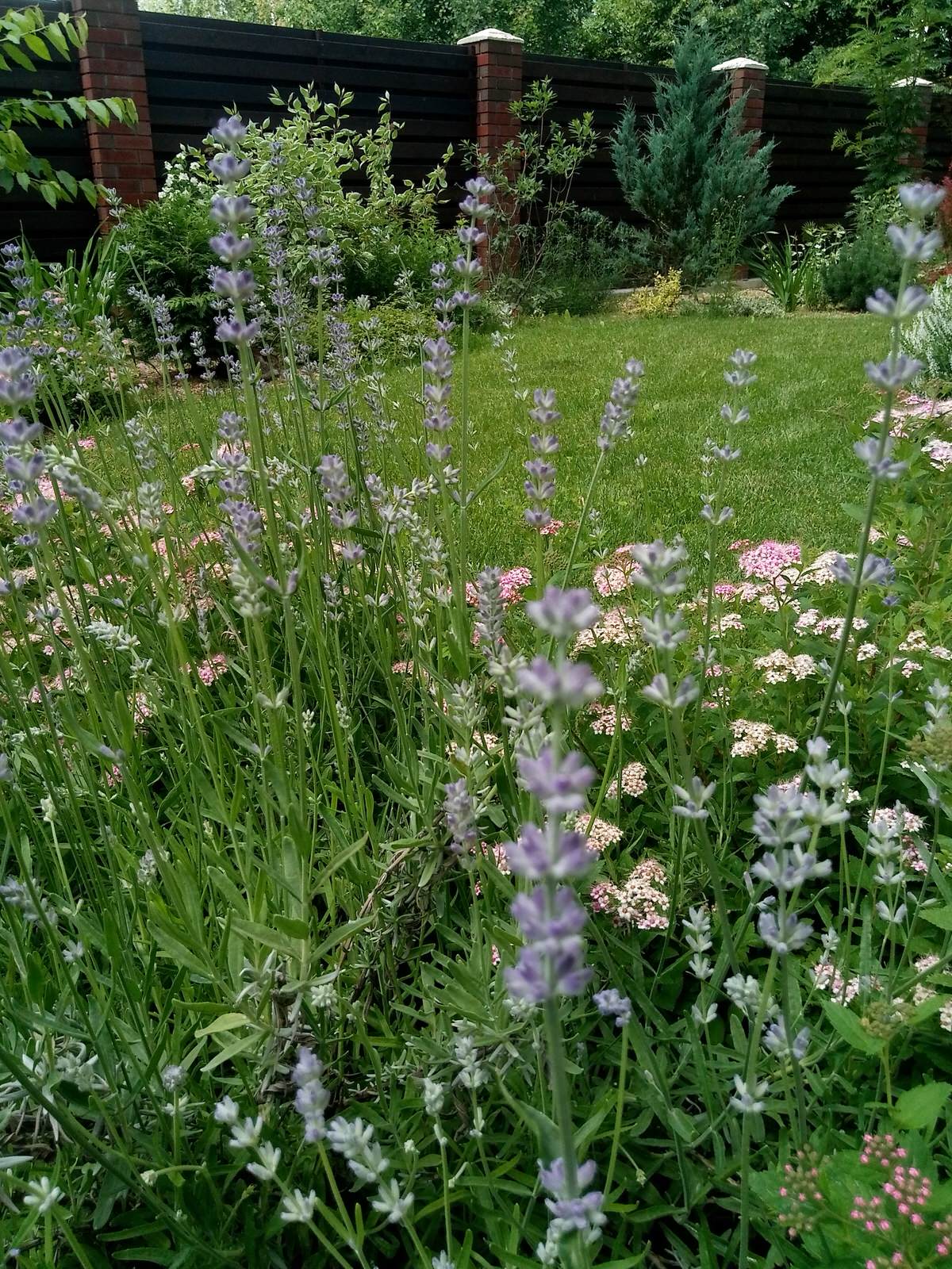 Сад в Рожновке