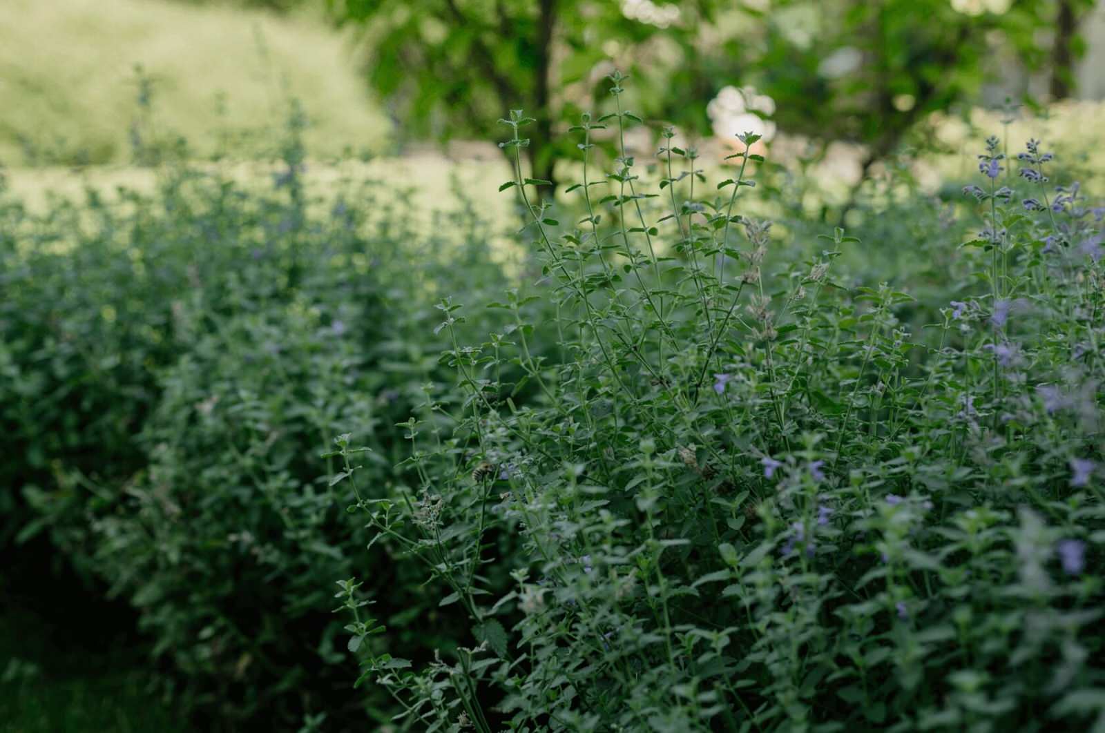 Брусландия