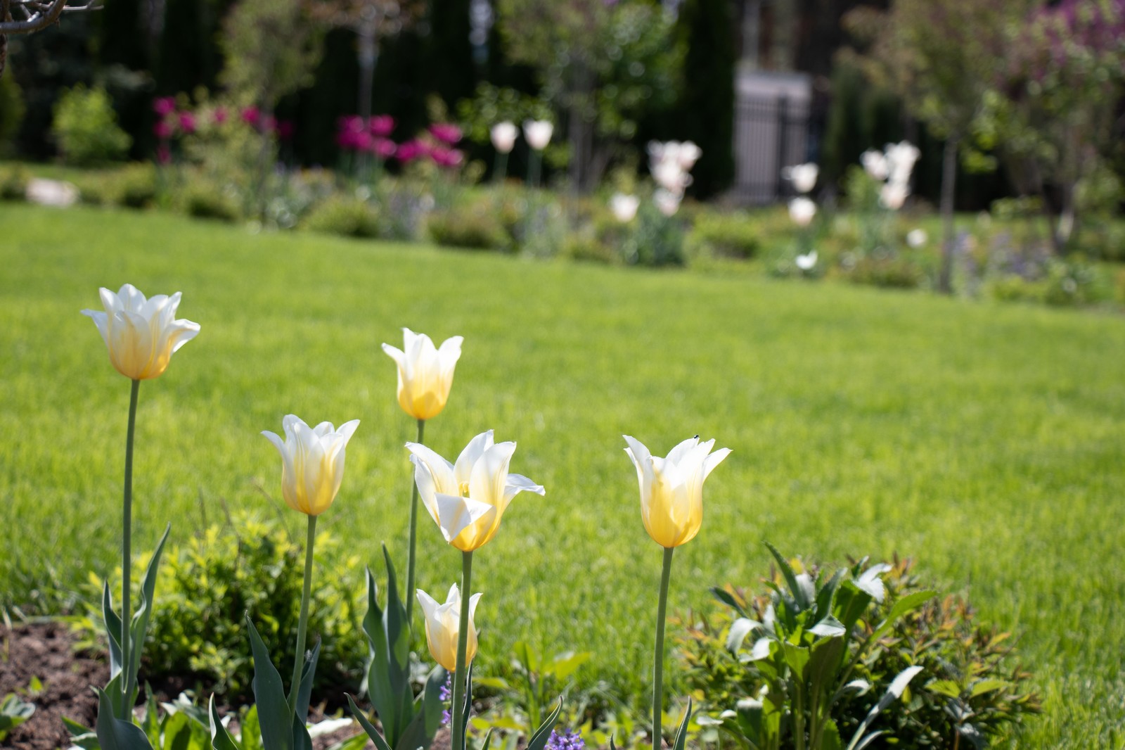 Сосновые берега