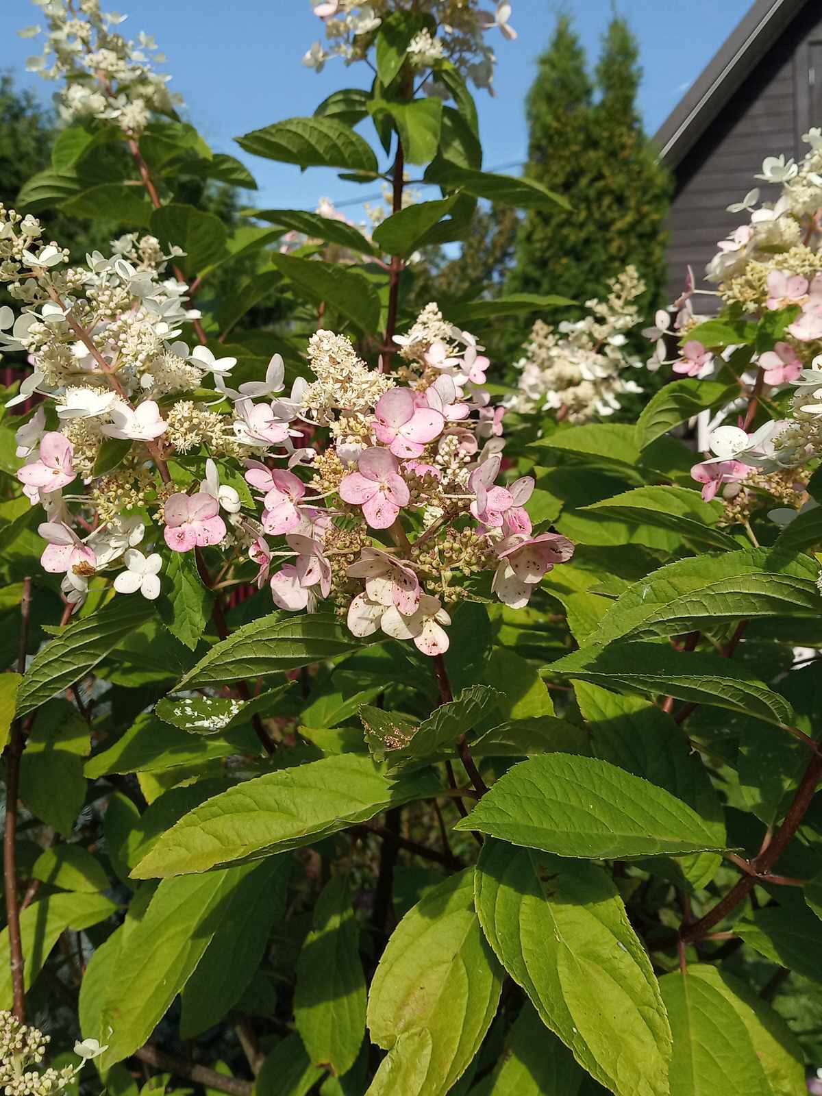 Патио в английском стиле