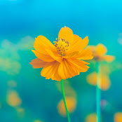 Марина Небежева