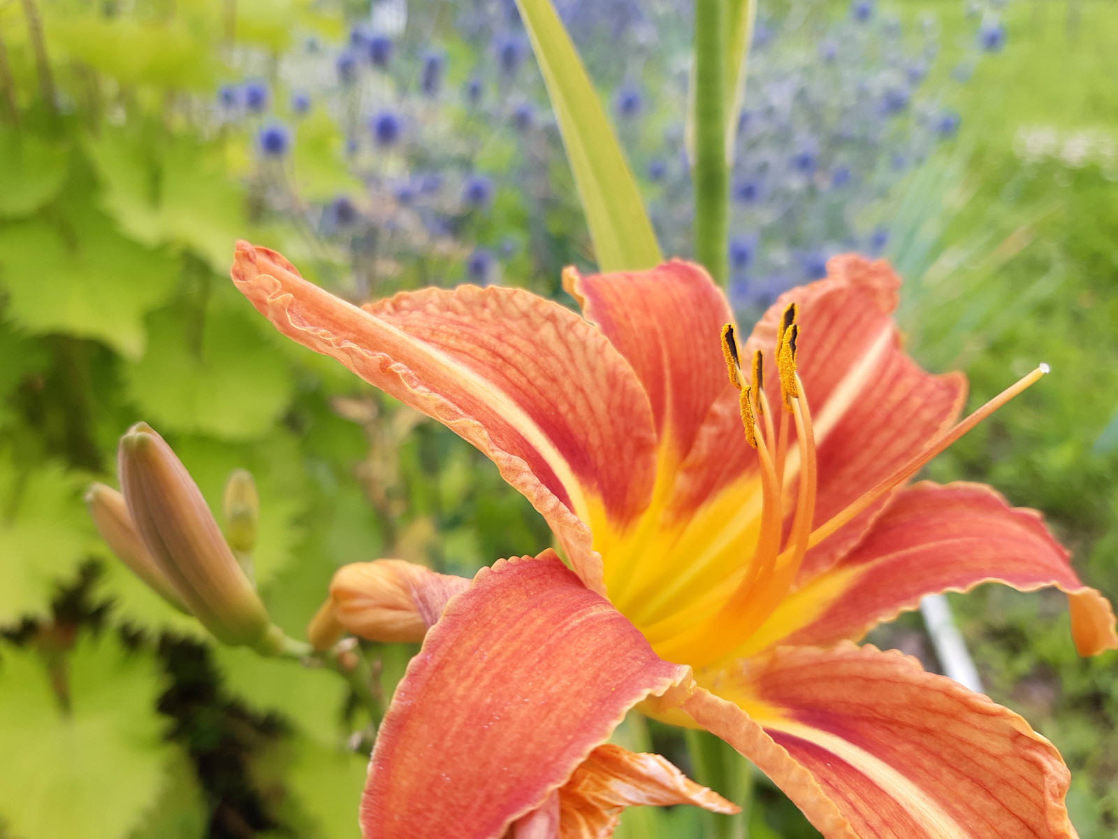 Миксбордер