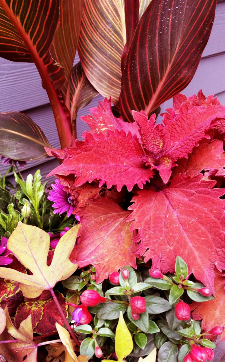 Как правильно: Горшечный сад осенью — проводим апгрейд