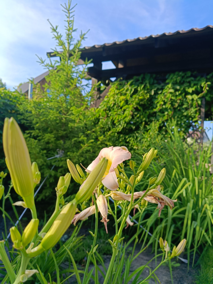 Современный цветник