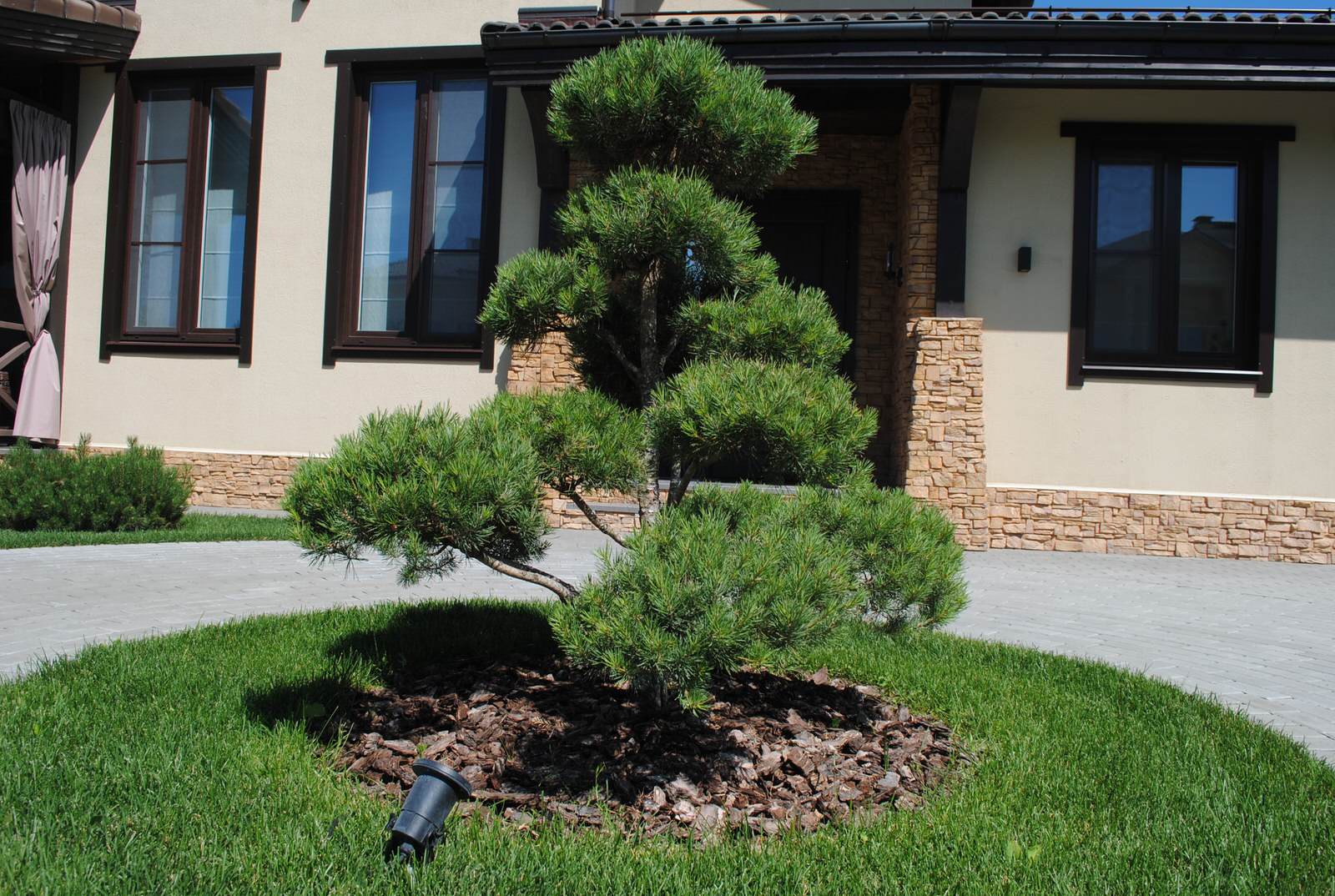 Обложка проекта: Сад с хвойными растениями