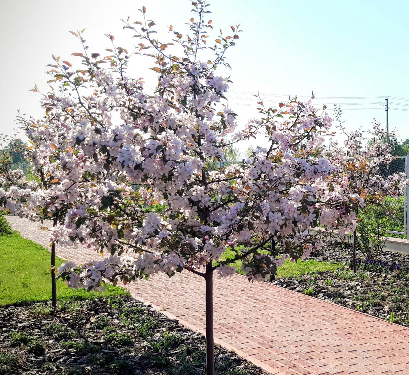 Сад "Геометрия"